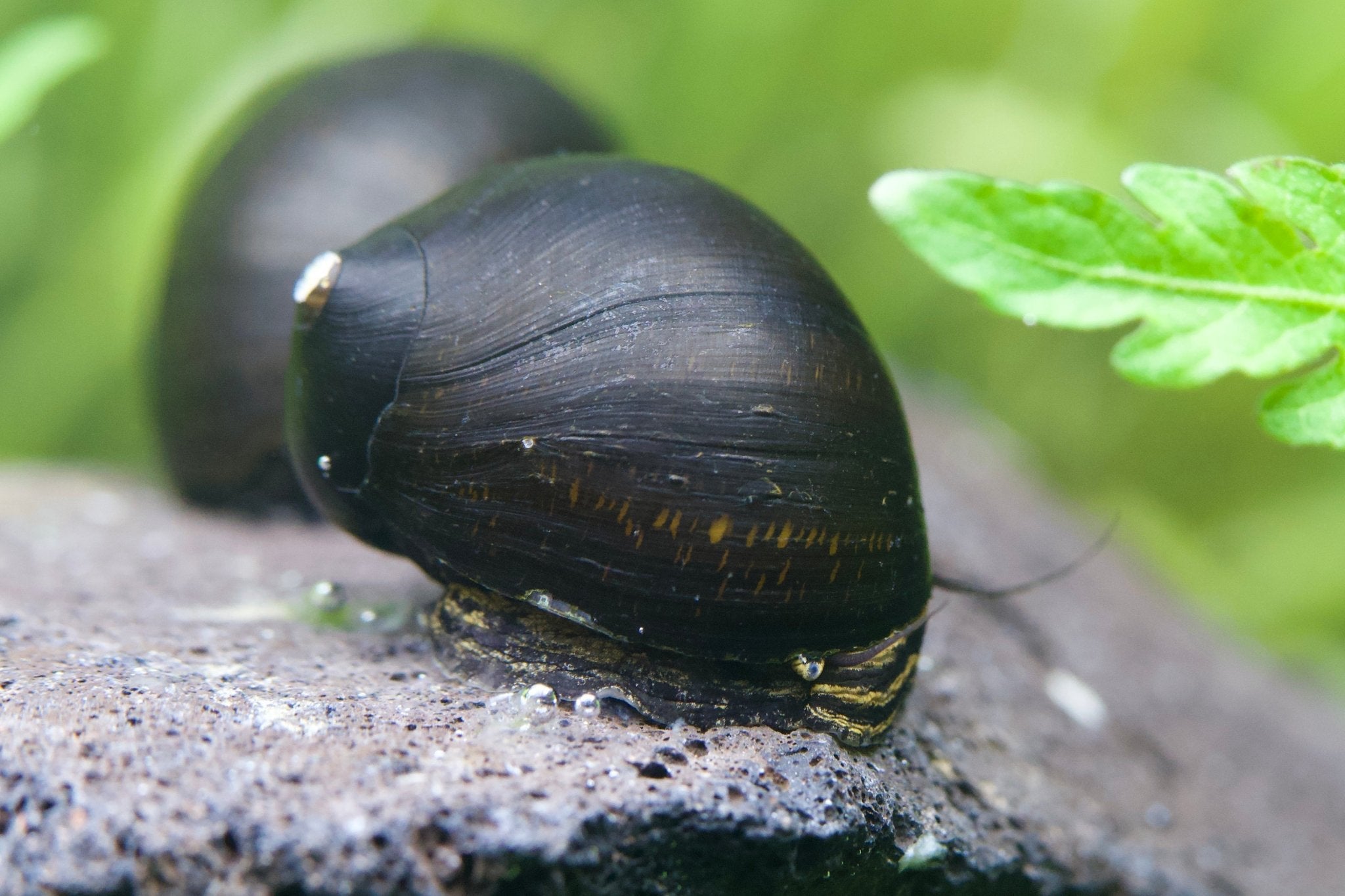 Black Phantom Rennschnecke ( Rarität ) - Water - Plants