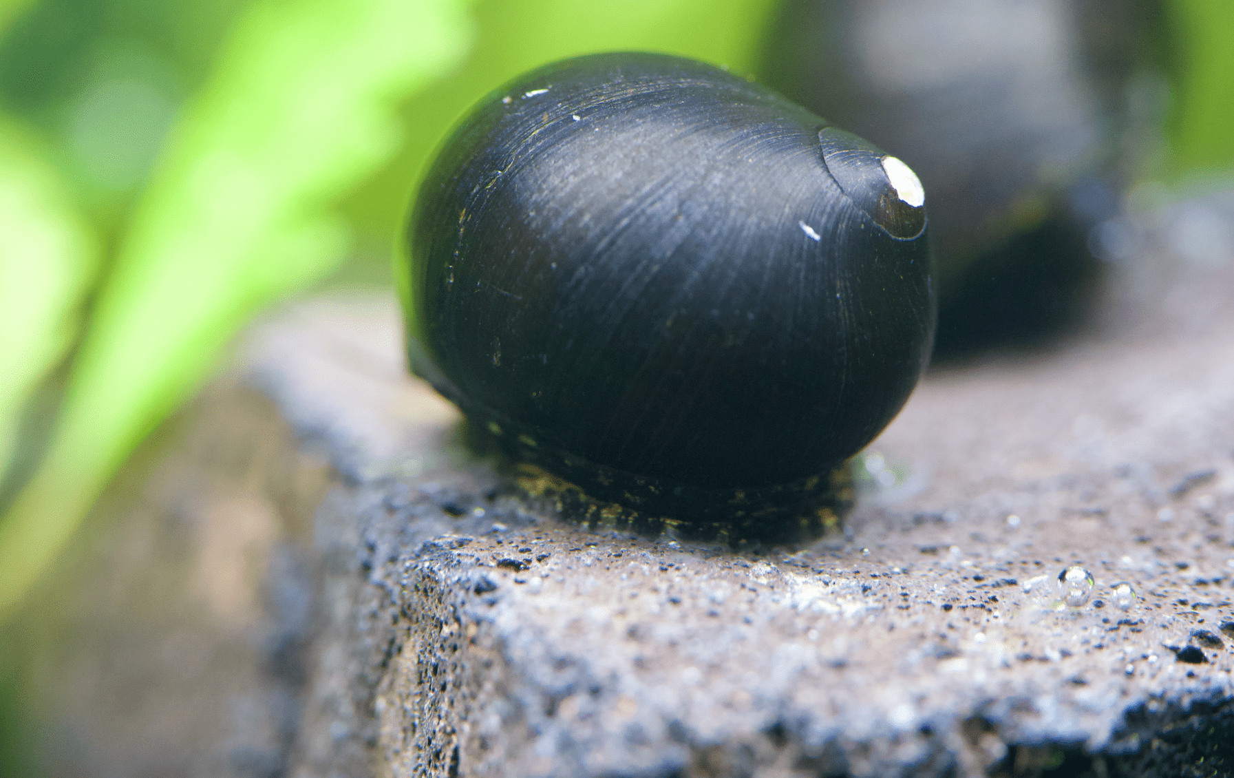 Black Phantom Rennschnecke ( Rarität ) - Water - Plants
