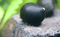 Black Phantom Rennschnecke ( Rarität ) - Water - Plants