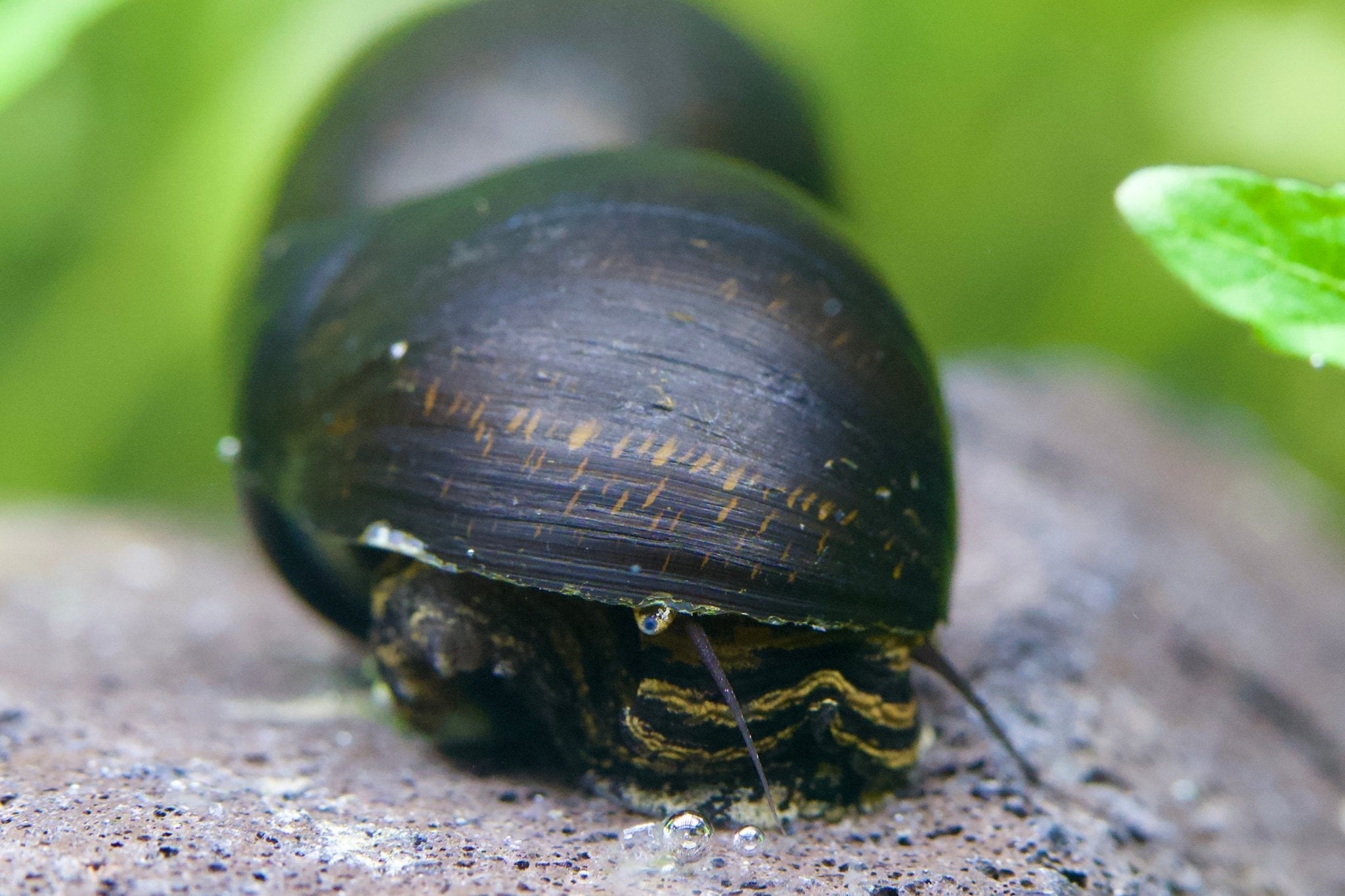 Black Phantom Rennschnecke ( Rarität ) - Water - Plants