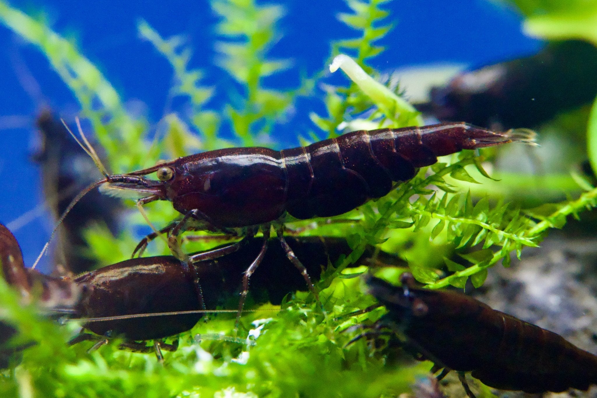 Black Sakura Zwerggarnele - Neocaridina davidi - Water - Plants