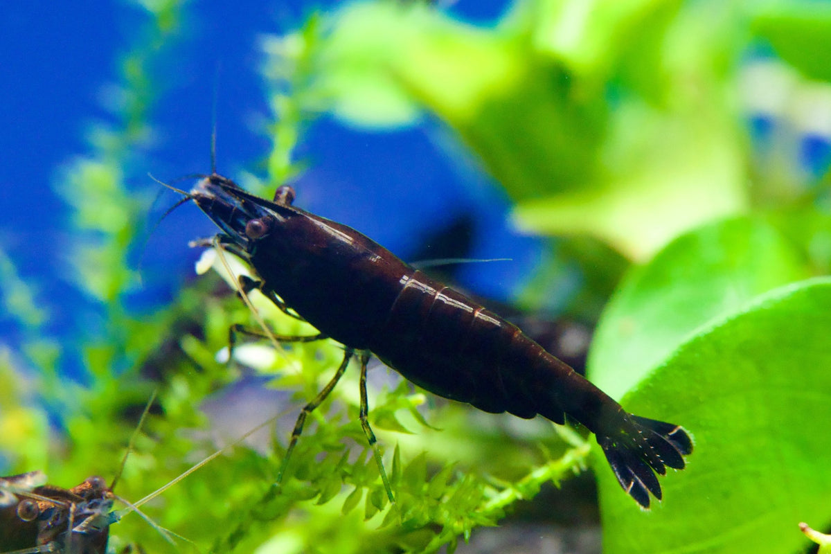 Black Sakura Zwerggarnele - Neocaridina davidi - Water - Plants