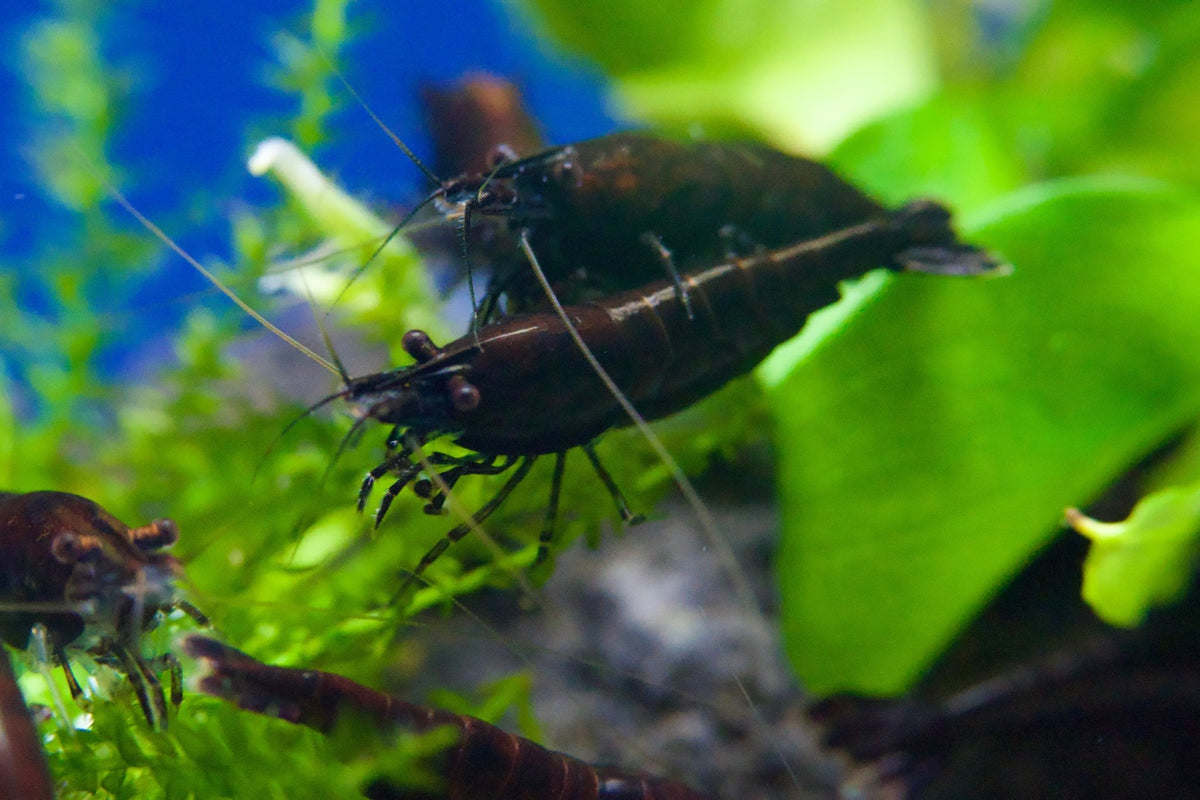 Black Sakura Zwerggarnele - Neocaridina davidi - Water - Plants