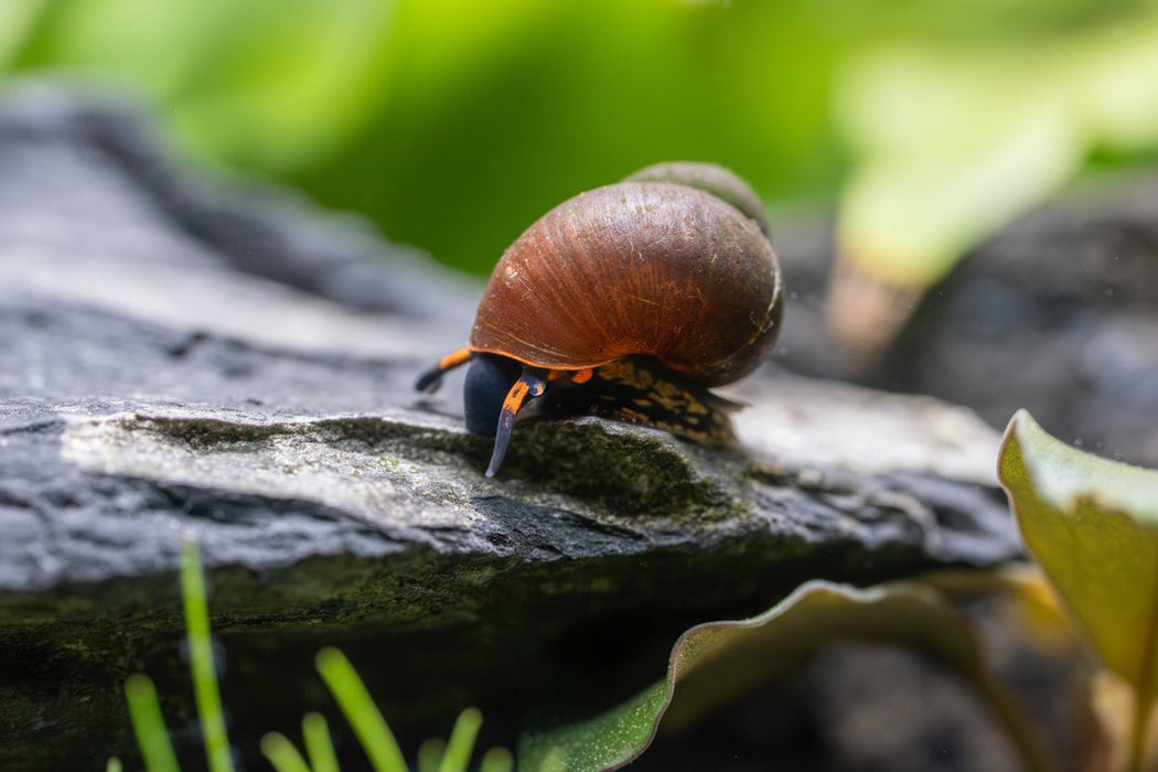 Blue Berry Schnecke - Notopala sp. - Water - Plants