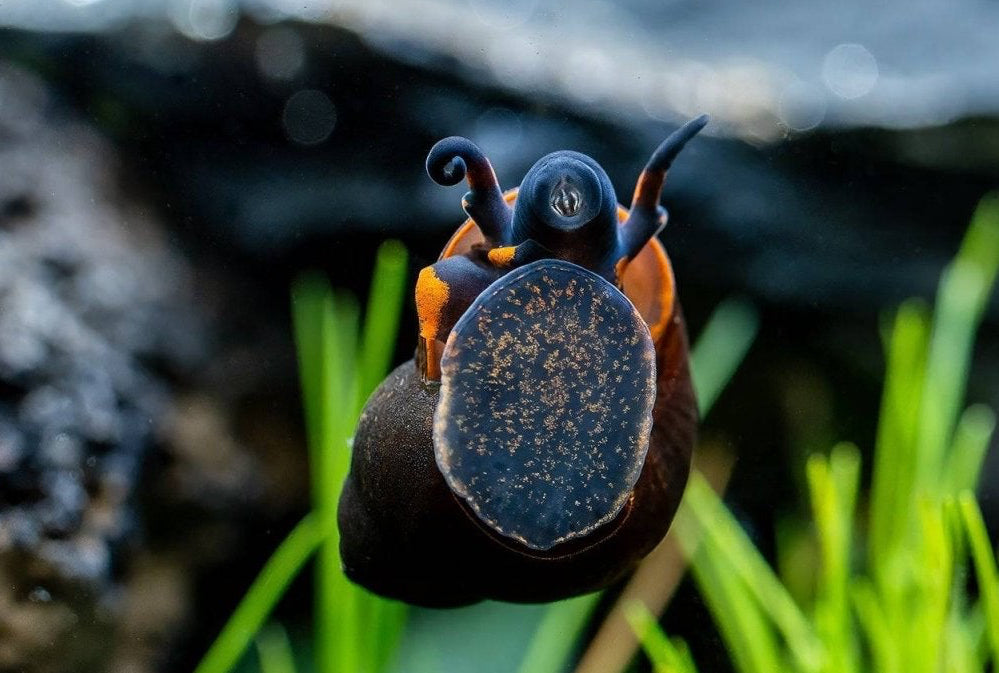 Blue Berry Schnecke Notopala sp. auf Aquarienscheibe