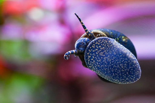 Blue Bery - Water - Plants