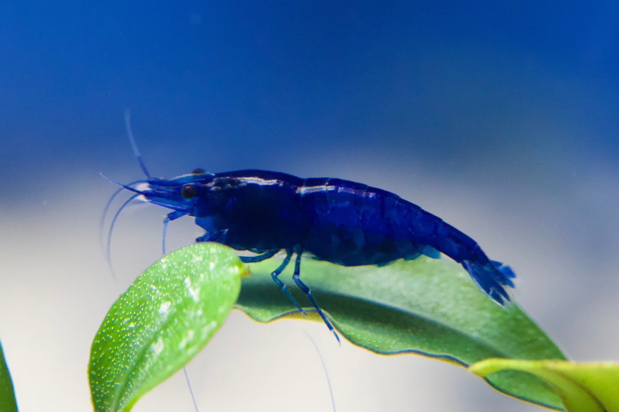 Blue Diamond Zwerggarnele - Neocaridina davidi „High Grade“ - Water - Plants