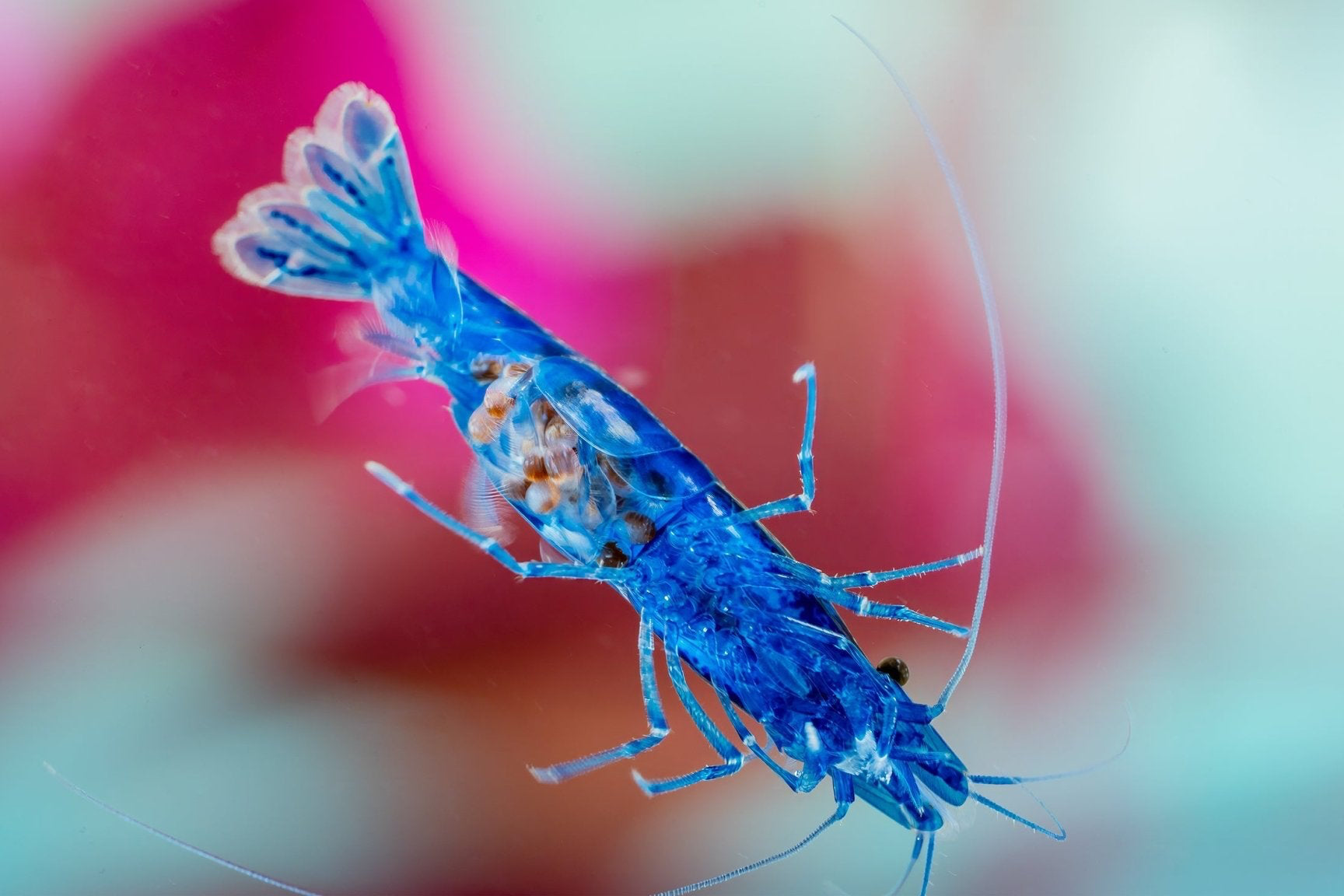 Blue Dream Zwerggarnele - Water - Plants