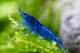 Blue Dream Zwerggarnele - Water - Plants