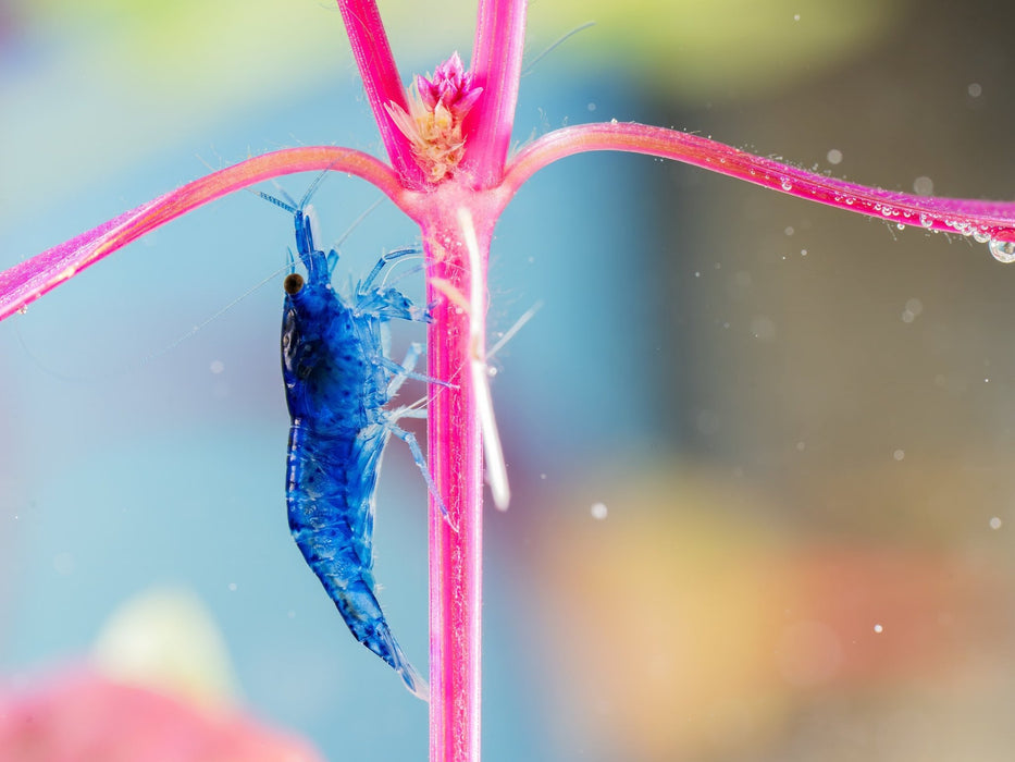 Blue Dream Zwerggarnele - Water - Plants