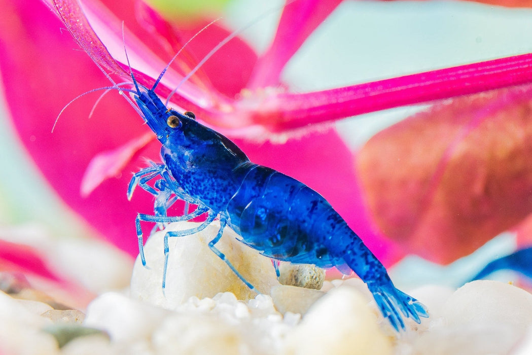 Blue Dream Zwerggarnele - Water - Plants