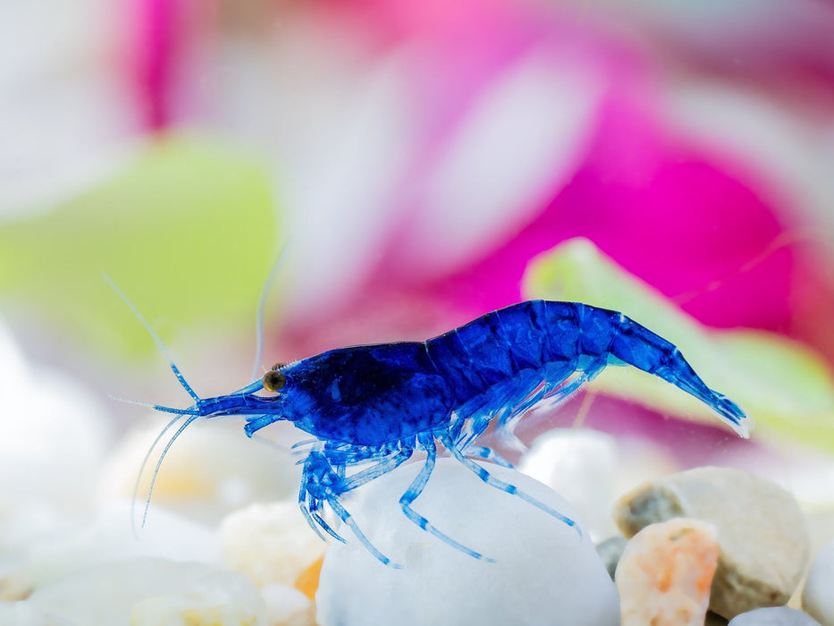 Blue Dream Zwerggarnele - Water - Plants