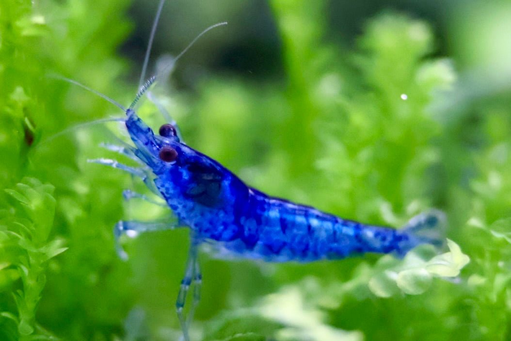 Blue Dream Zwerggarnele - Water - Plants
