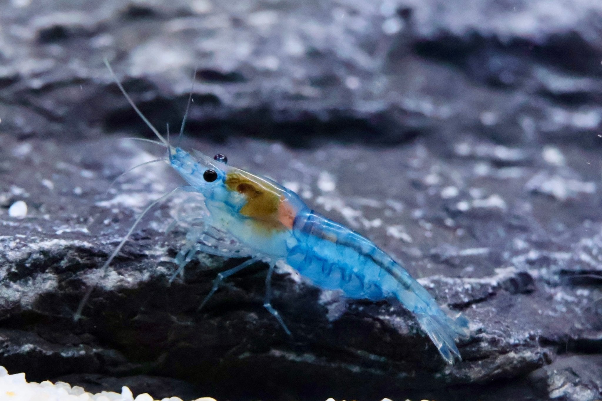 Blue Jelly Zwerggarnele - Water - Plants