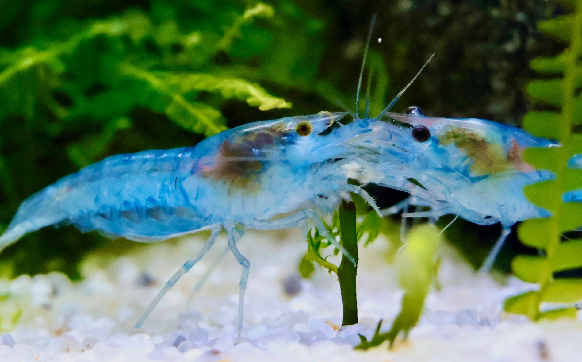 Blue Jelly Zwerggarnele - Water - Plants