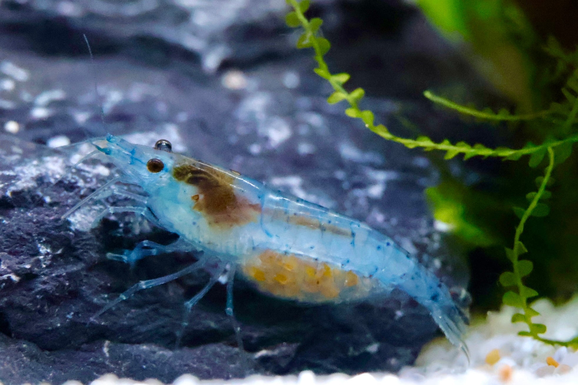 Blue Jelly Zwerggarnele - Water - Plants