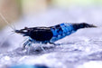 Blue Rili Zwerggarnele - Water - Plants