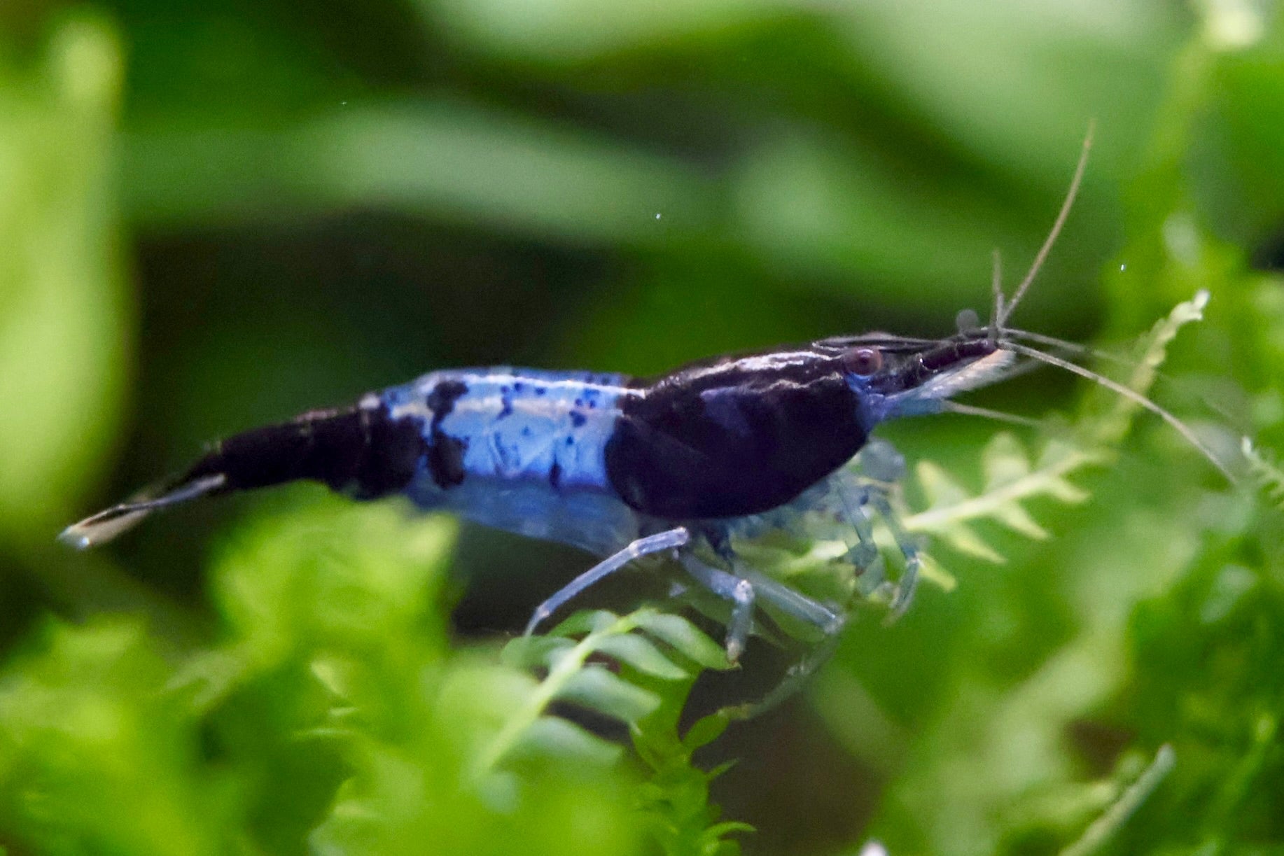 Blue Rili Zwerggarnele - Water - Plants