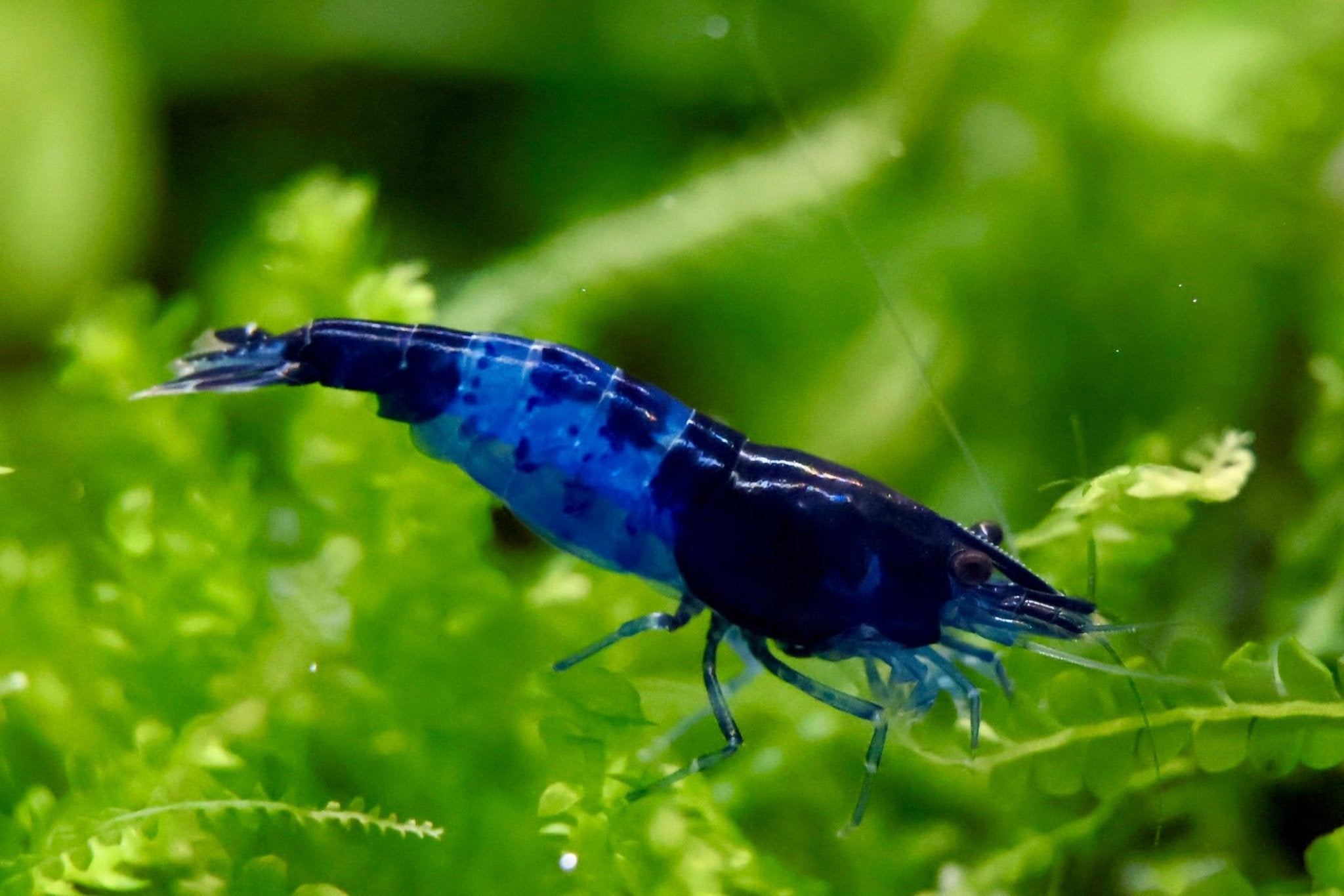 Blue Rili Zwerggarnele - Water - Plants