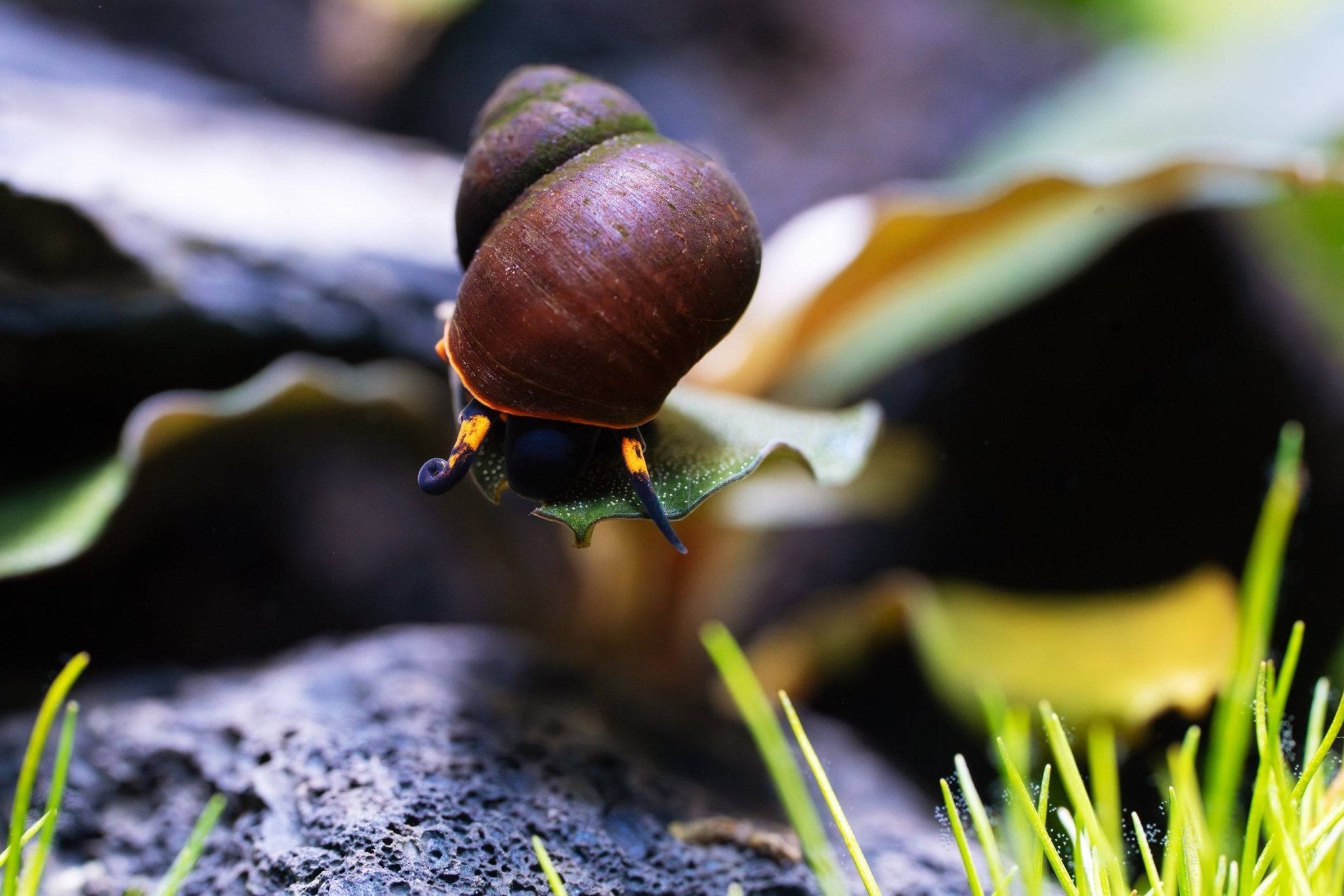 Blueberry Schnecke Algenfresser im Aquarium sitzt auf einer Bucephalandra 