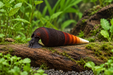 Cappuccinoschnecke – Faunus ater „Cappuccino“ - Water - Plants