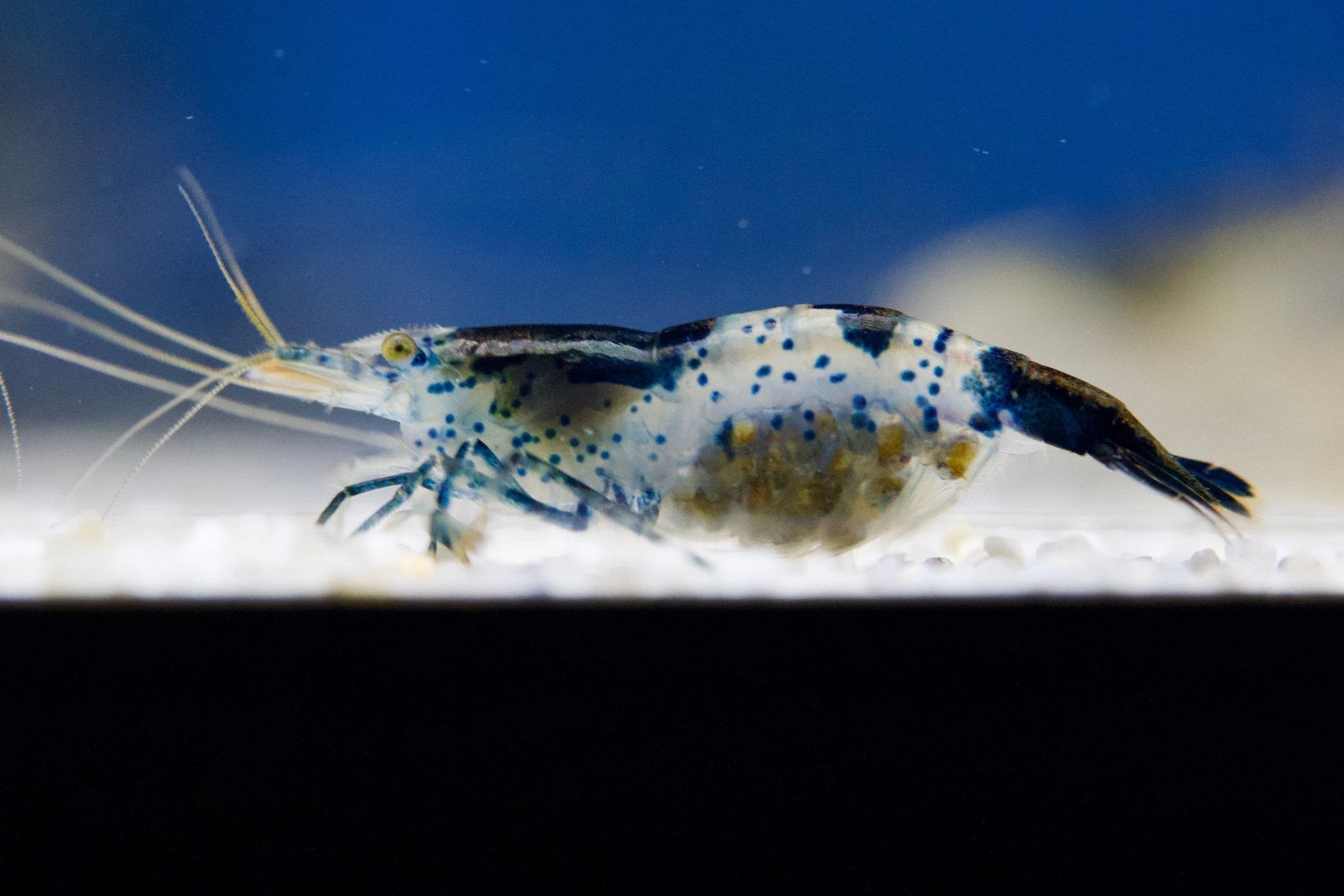 Carbon Rili Zwerggarnele - Neocaridina davidi - Water - Plants