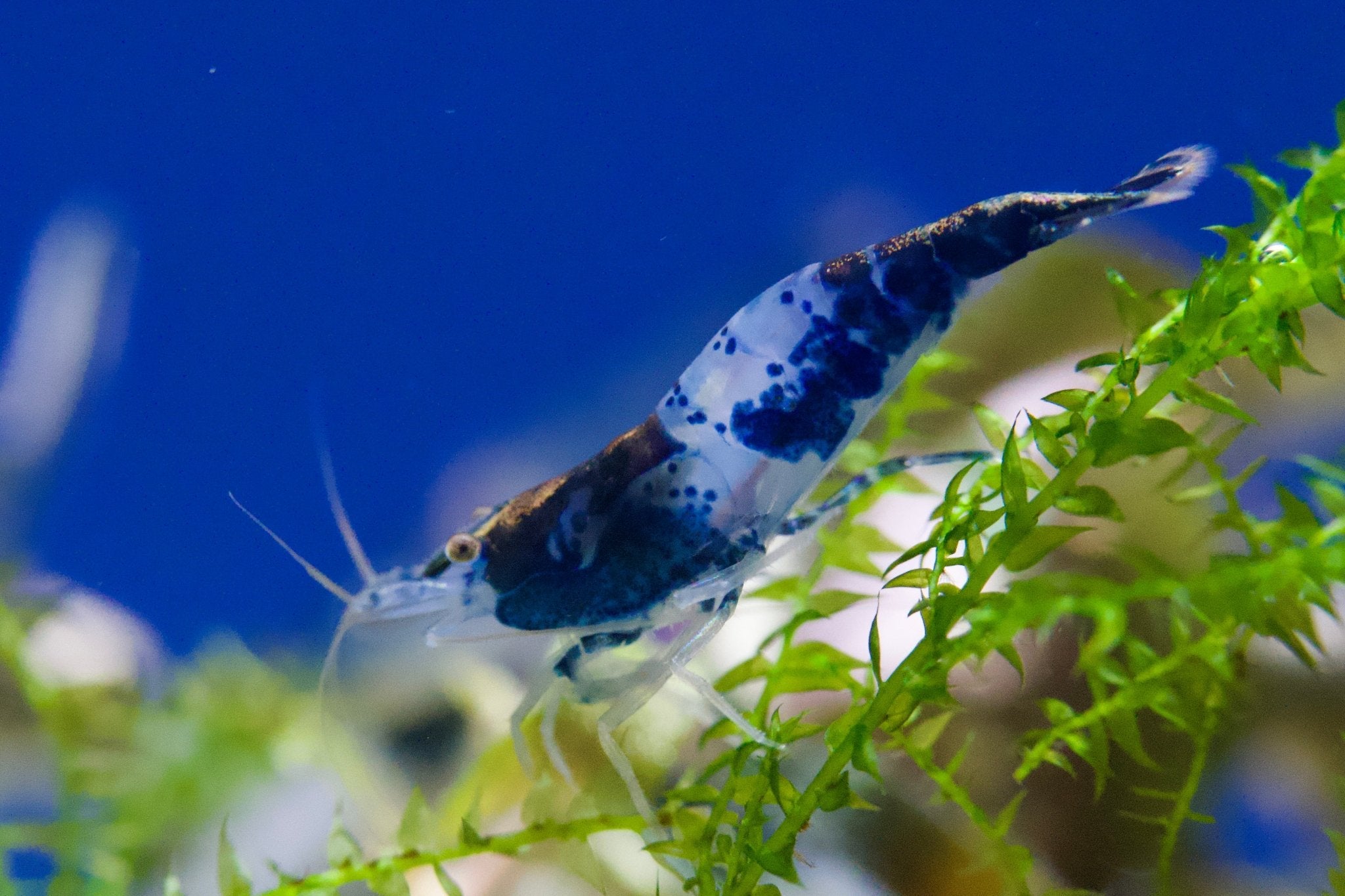 Carbon Rili Zwerggarnele - Neocaridina davidi - Water - Plants
