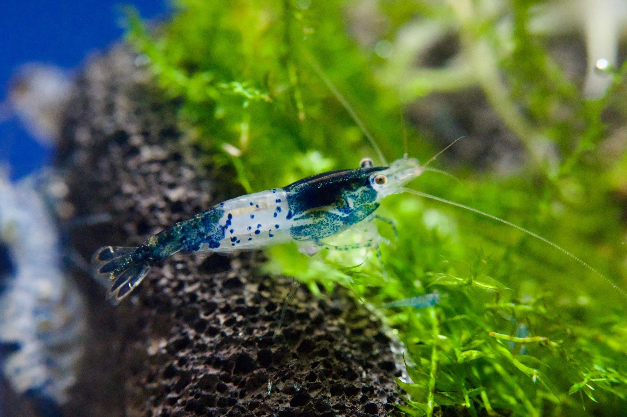 Carbon Rili Zwerggarnele - Neocaridina davidi - Water - Plants