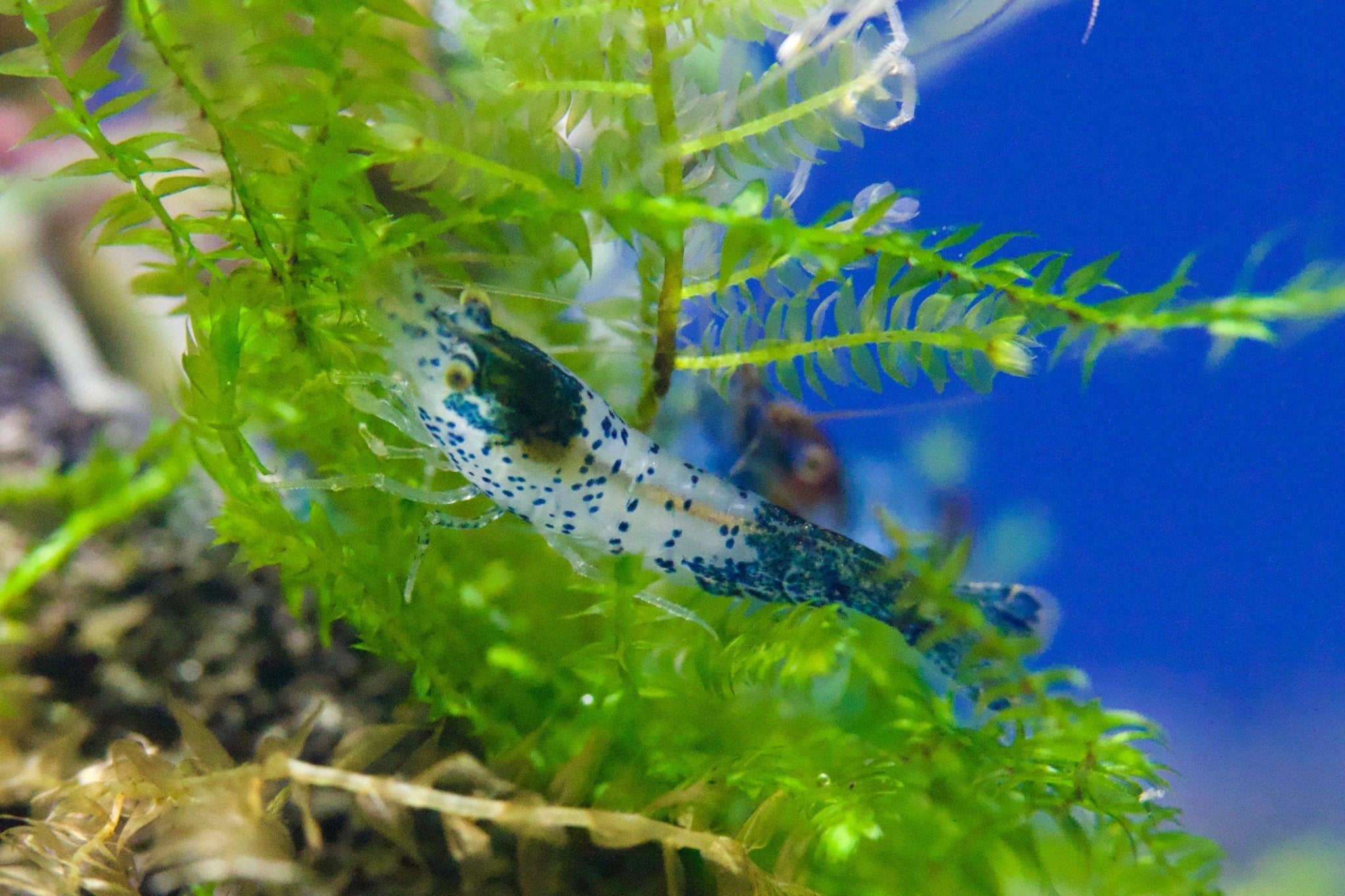 Carbon Rili Zwerggarnele - Neocaridina davidi - Water - Plants