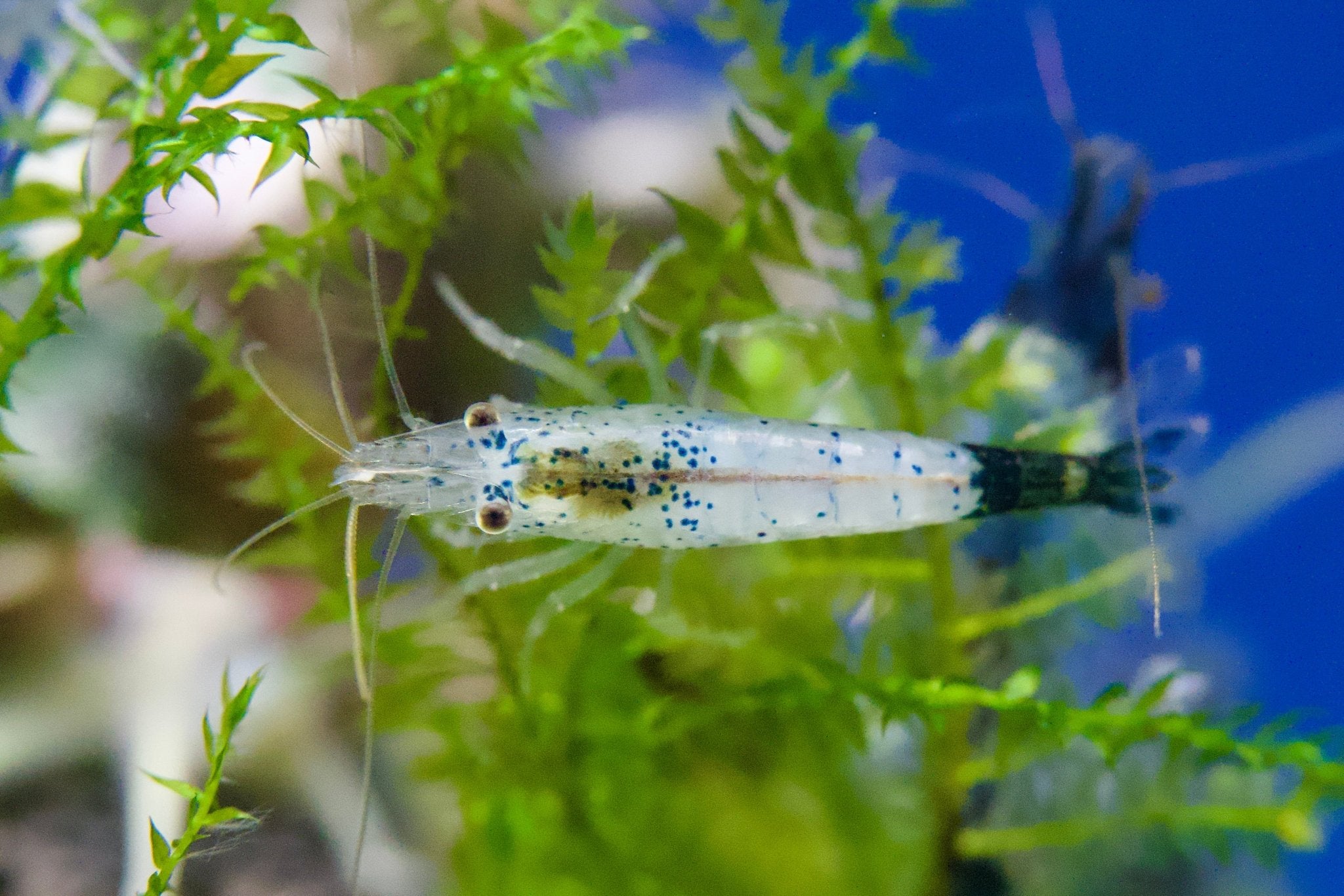 Carbon Rili Zwerggarnele - Neocaridina davidi - Water - Plants