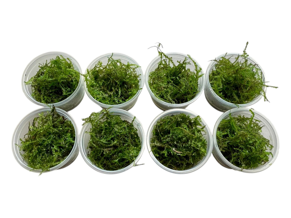 Christmas Moos - vesicularia montagnei - Water - Plants