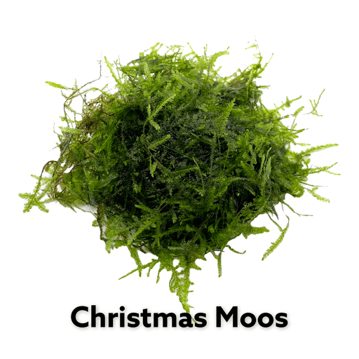 Christmas Moos - vesicularia montagnei - Water - Plants