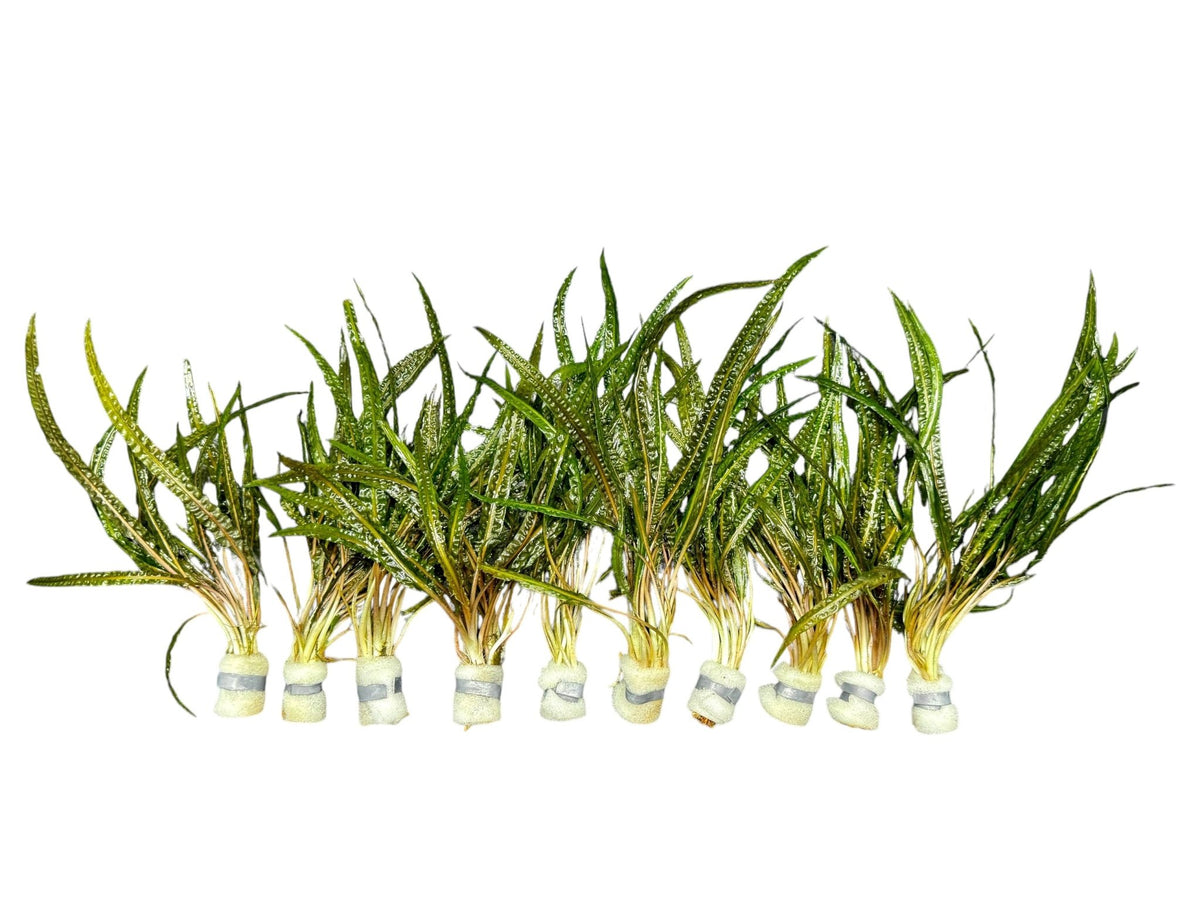 Cryptocoryne crispatula var. balansae - Water - Plants