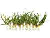 Cryptocoryne crispatula var. balansae - Water - Plants
