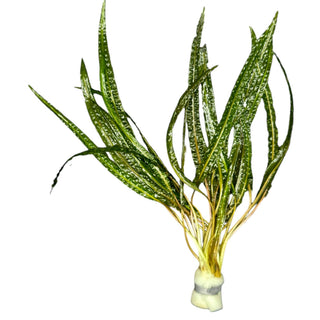 Cryptocoryne crispatula var. balansae