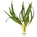 Cryptocoryne crispatula var. balansae - Water - Plants