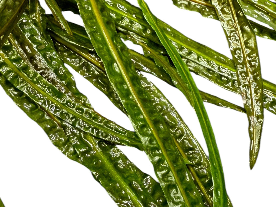 Cryptocoryne crispatula var. balansae - Water - Plants