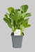 Echinodorus habich - Schwerpflanze - Water - Plants