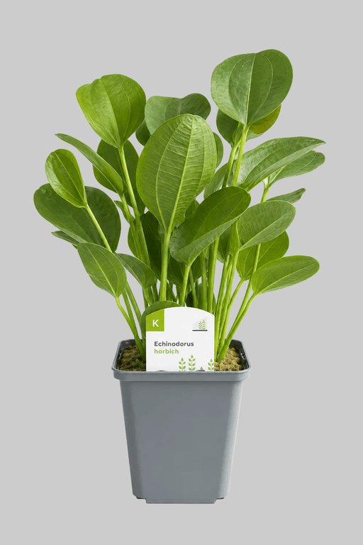 Echinodorus habich - Schwerpflanze - Water - Plants