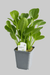 Echinodorus habich - Schwerpflanze - Water - Plants