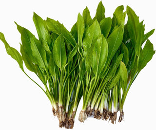 Echinodorus Loose