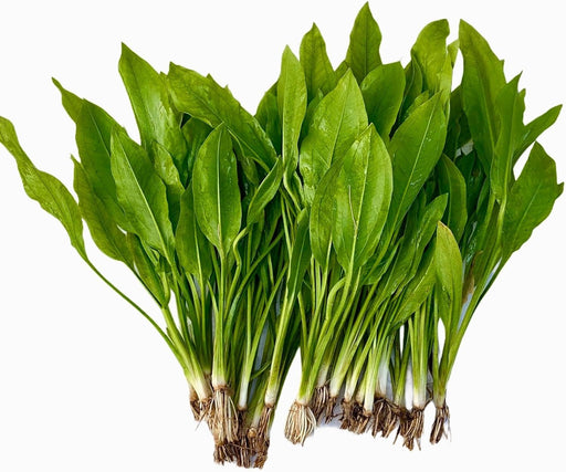Echinodorus Loose - Water - Plants