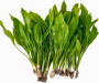 Echinodorus Loose - Water - Plants