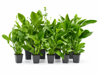 Echinodorus Mutterpflanzen Mix – 1 Topf