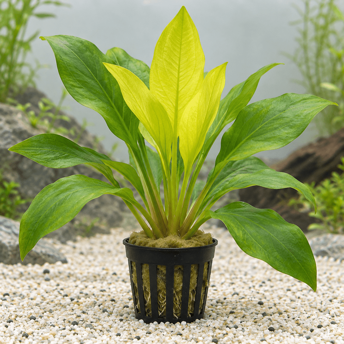 Echinodorus „Yellow Sun“ im Topf – Echinodorus × „Yellow Sun“ - Water - Plants