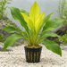 Echinodorus „Yellow Sun“ im Topf – Echinodorus × „Yellow Sun“ - Water - Plants