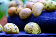 Fancy Geweihschnecke - Water - Plants