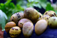 Fancy Geweihschnecke - Water - Plants