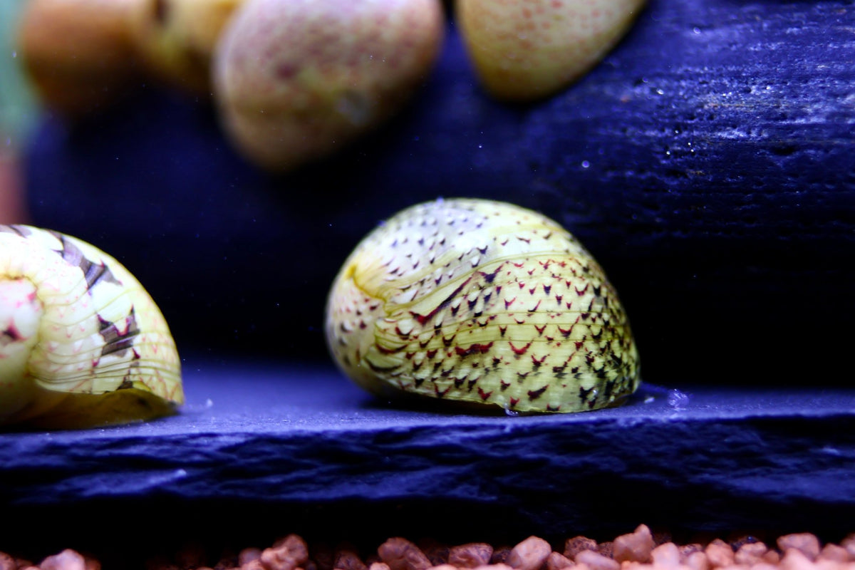 Fancy Geweihschnecke - Water - Plants