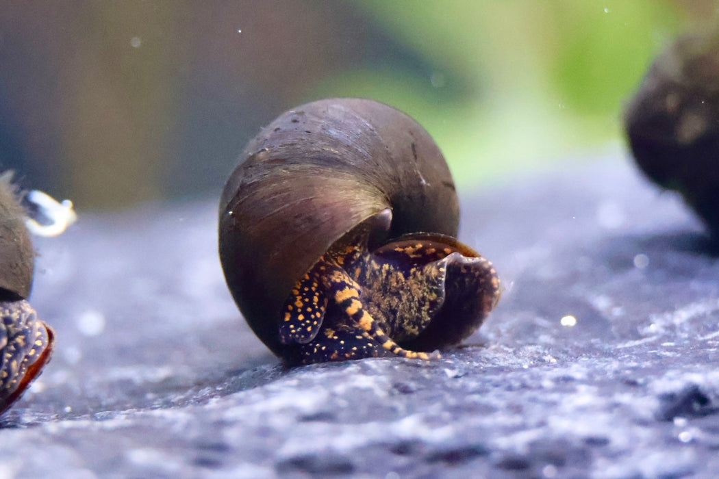 Filopaludina sp. - "Orange spotted Leopard" Schnecke - Water - Plants